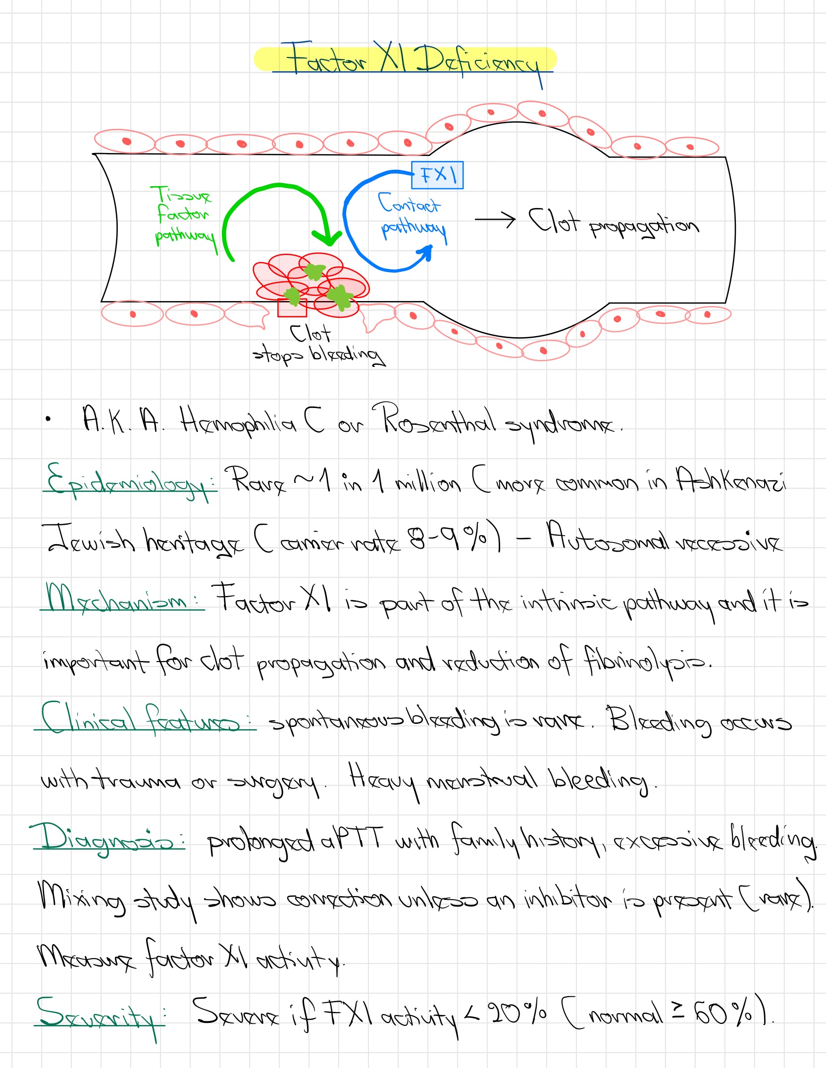 Factor XI Deficiency (Hemophilia C)